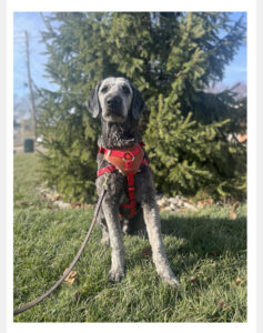 Steve the autism assistance dog.