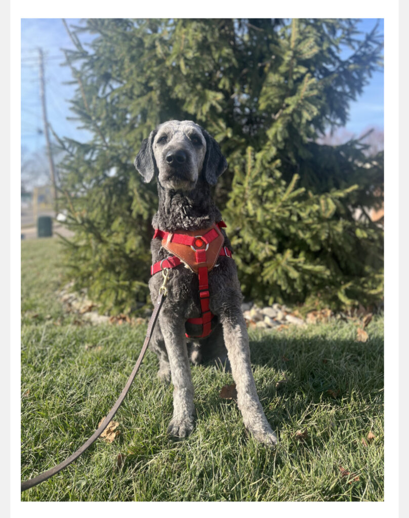 Steve the autism assistance dog.