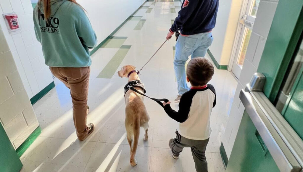 Kelsea the autism assistance dog walking with Spencer.